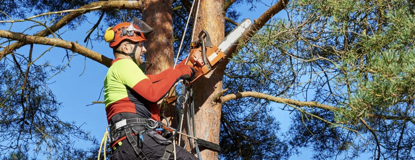 Tree Trimming & Pruning service in Lake Charles, LA
